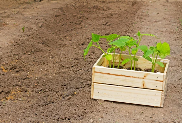 Caixa de madeira com brotos de pepino pequeno pronto para semear na terra — Fotografia de Stock