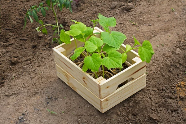 Wooden box with small cucumber's sprouts ready for planting on the ground stands next to the sprouts tomato in the garden — Stock Photo, Image