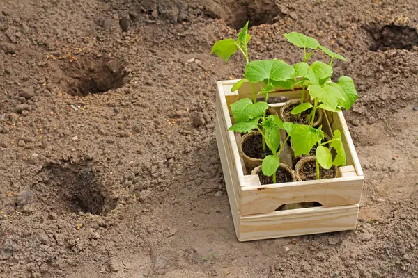 Caixa de madeira com brotos de pepino pequeno pronto para semear na terra — Fotografia de Stock