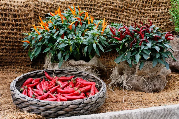 Kırmızı sıcak biber bir hasır sepet ve tencere