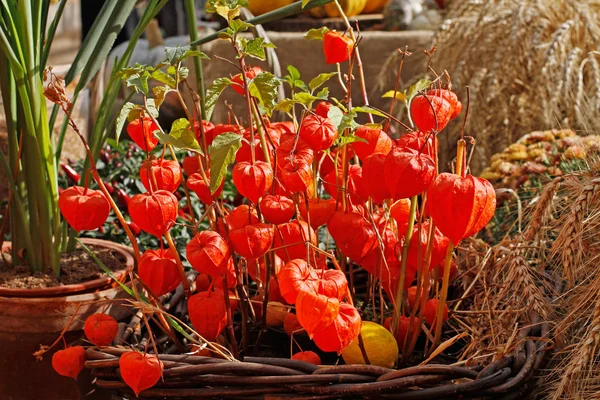 Physalis tahıl ve bitki arka plan üzerine bir hasır sepet içinde