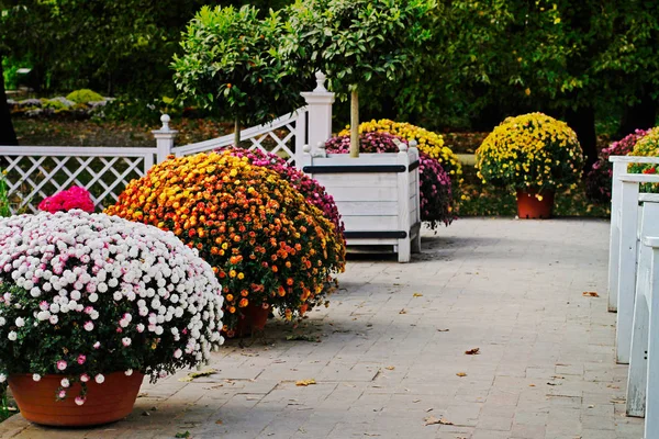 Chrysanthèmes colorés dans les pots du parc — Photo
