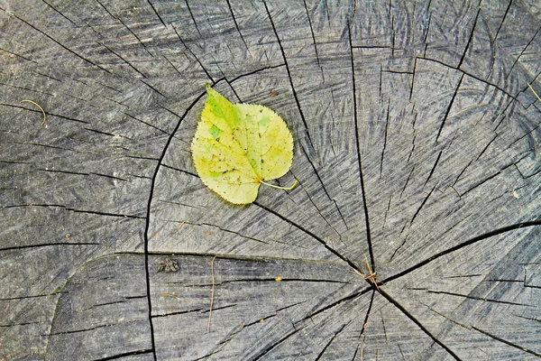 Желтый осенний лист на пне дерева — стоковое фото