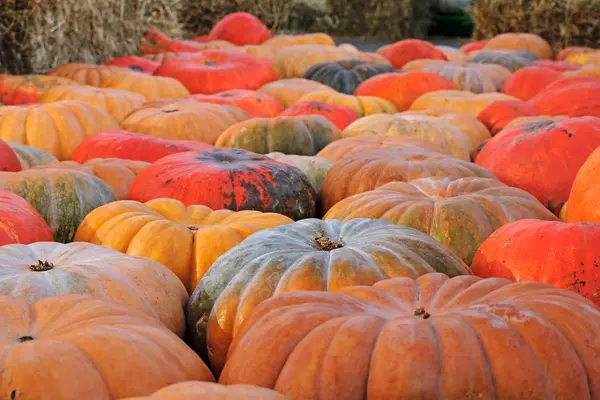 Calabazas coloridas en el festival de otoño —  Fotos de Stock