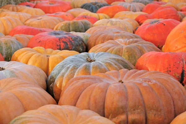 Calabazas coloridas en el festival de otoño —  Fotos de Stock