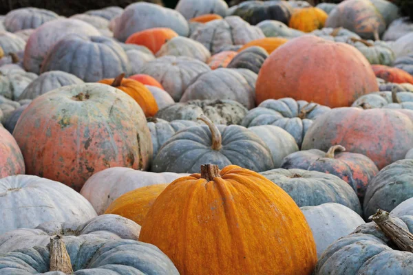 Calabazas coloridas en el festival de otoño —  Fotos de Stock