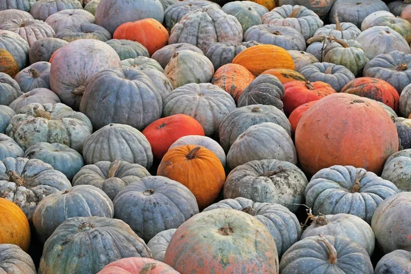 Calabazas coloridas en el festival de otoño —  Fotos de Stock