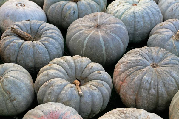 Calabazas verdes en el festival de otoño —  Fotos de Stock