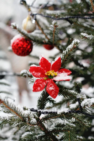 クリスマスの木の枝にぶら下がっている赤いポインセチアの花 — ストック写真