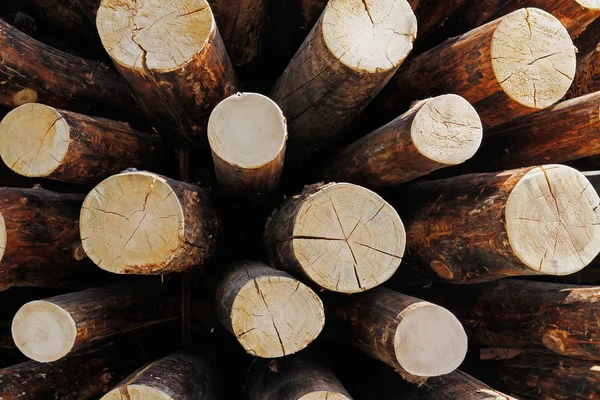 Corte troncos de madeira — Fotografia de Stock