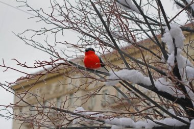 Şube şehirde oturan ahşap şakrak kuşu oyuncak