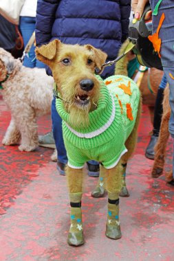 Moskova, Rusya - 18 Mart 2017: tilki korkunç yeşil renkli süveter ve St Patrick's günü yürüyüşü Moscow Sokolniki Park ayakkabılara olarak boyalı