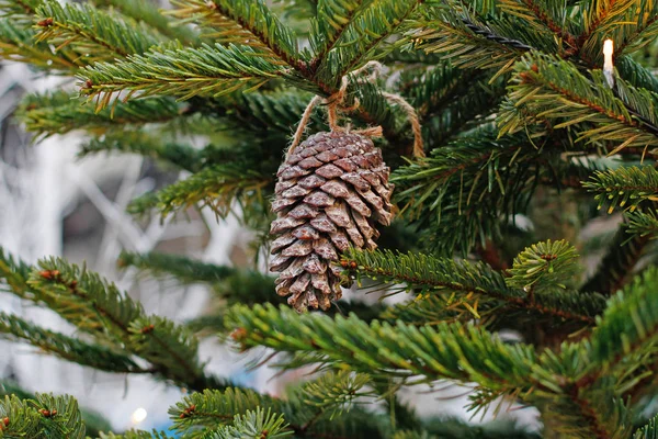 Fir Cone Hanging Using Rope Branch Outdoors — Stock Photo, Image