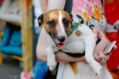 Jack Russell Terrier'in metresin elinde ki portresi