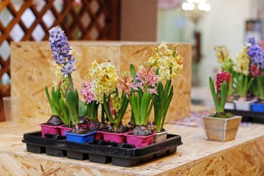 Plastik saksı renkli güzel sümbül çiçek Market bir sayaç üzerinde durmak