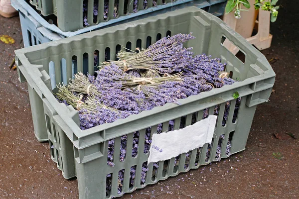 Markette plastik bir kutuda lavanta buketleri