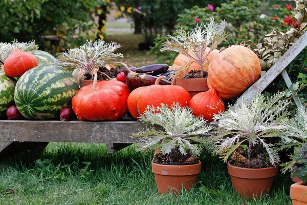 Calabazas Sandías Encuentran Una Tumbona Madera Como Decoración Mercado —  Fotos de Stock