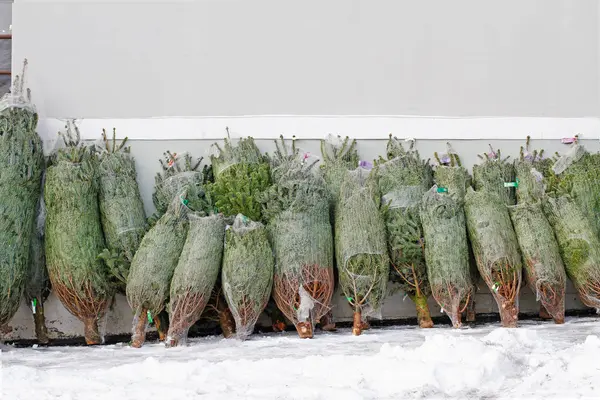 Christmas Trees Packed Protective Mesh Sale Christmas Fair — Stock Photo, Image