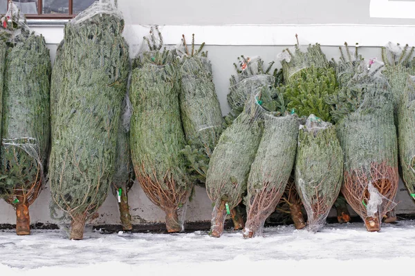 Christmas Trees Packed Protective Mesh Sale Christmas Fair — Stock Photo, Image