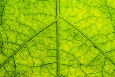 yeşil yaprak dokusu tırmık hakkında kullanılabilir