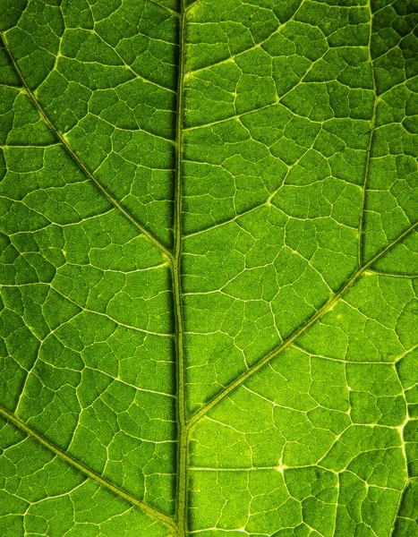 Texture Foglia Verde Può Usare Scince — Foto Stock