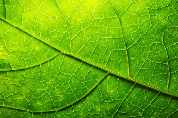 Текстура Зеленого Листя Крупним Планом — стокове фото