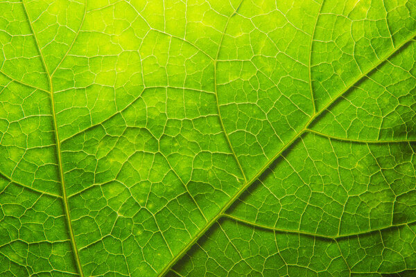 green leaf texture can use about scince
