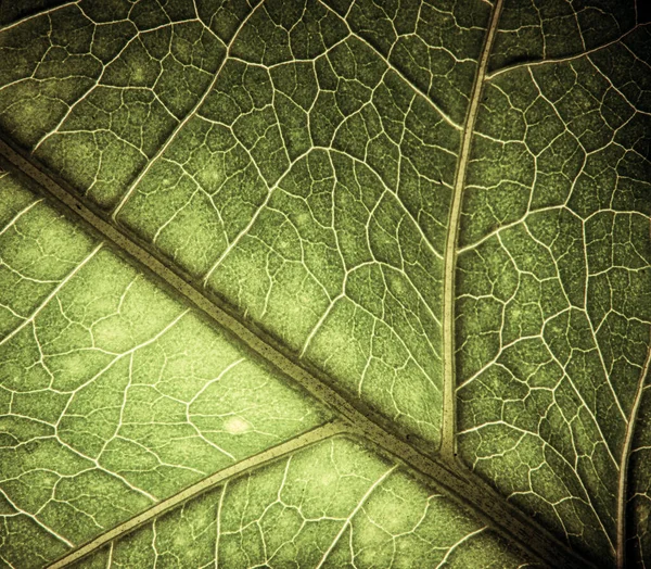 Texture Foglia Verde Può Usare Scince — Foto Stock