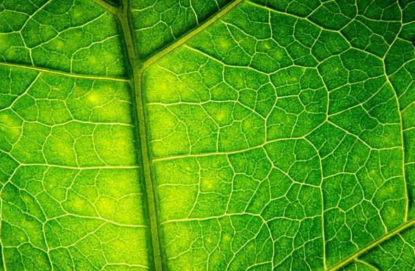 Groene Blad Textuur Kan Gebruiken Glans — Stockfoto