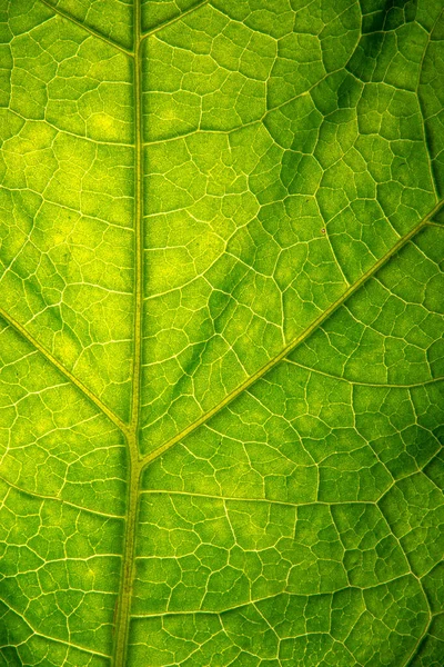 Texture Foglia Verde Può Usare Scince — Foto Stock