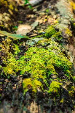 yeşil yosun kereste