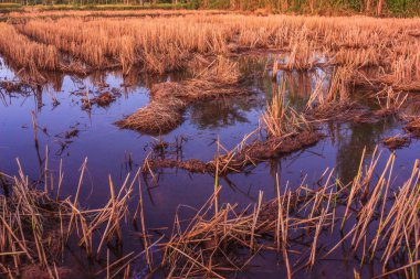 hasattan sonra pirinç