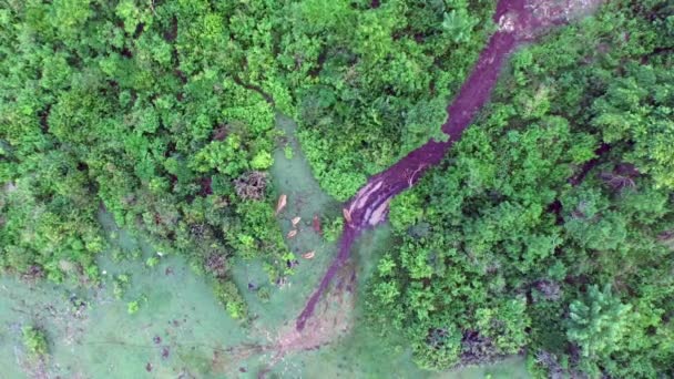 Herd of cows and calves filmed from above in Bali, Indonesia — Stock Video