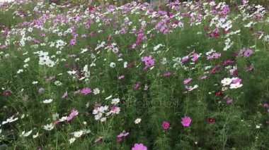 Rüzgar Bora çırpınan çiçekler