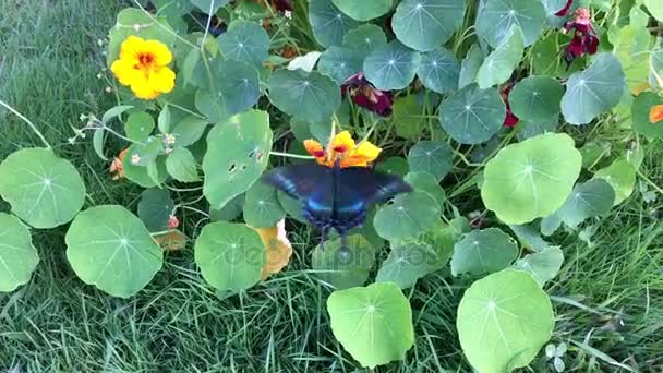 Beautiful Papilio Machaon butterfly feeding on orange flowers — Stock Video