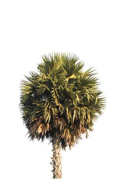 Beyaz arkaplanda izole edilmiş palmiye ağacı.