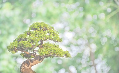 Bonsai yeşil bokeh arka plan alanı metin için