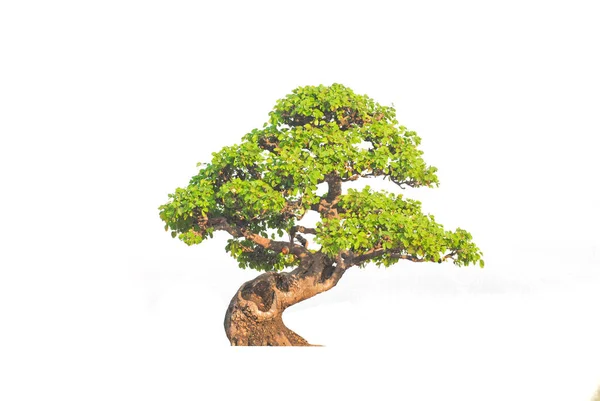 Bonsai boom geïsoleerd op witte achtergrond — Stockfoto