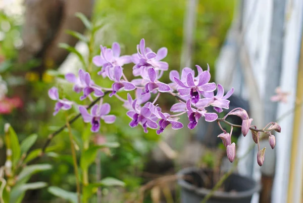 Belle orchidee viola con sfondo sfocato nel fuoco selettivo giardino — Foto Stock