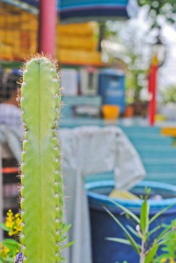 Kaktüs bulanıklık arka plan üzerinde Kapat