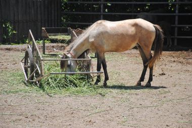 Güneşli bir günde at otları yiyor