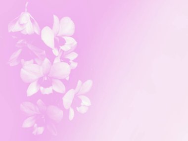 Güzel orchird yumuşak renk arka plan için bulanık