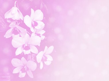 Güzel orchird yumuşak renk arka plan için bulanık