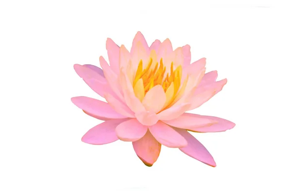 Blooming pink water lily flowers or lotus flower isolated on white background with clipping path — Stock Photo, Image