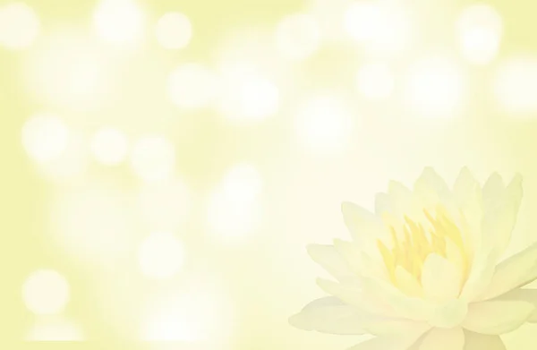 Lotus foyer doux ou fleur de nénuphar sur fond abstrait de couleur jaune — Photo