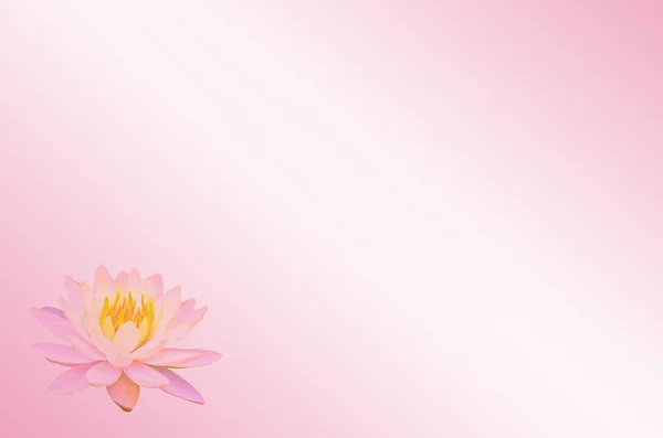 Lotus doux foyer ou fleur de nénuphar sur fond rose pastel abstrait — Photo