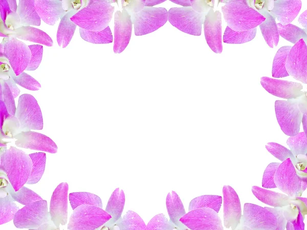 Piękne kwiaty orchidei klatek na białym tle na białym tle z życzeniami lub projektu — Zdjęcie stockowe