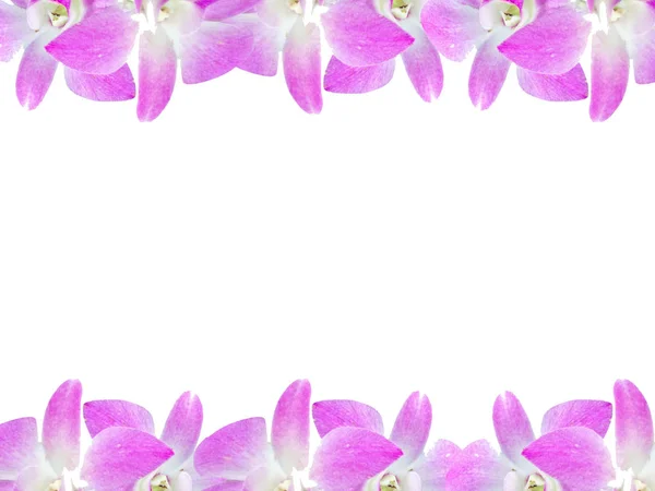 Marco hermoso de las flores de la orquídea aislado en fondo blanco para la tarjeta de felicitación o su diseño — Foto de Stock