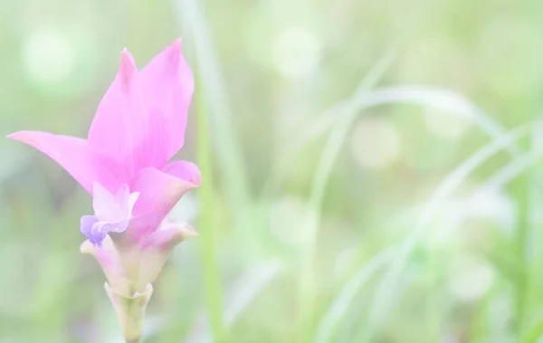 Morbido fiore sfocato Krachai su erba verde con sfondo bokeh — Foto Stock