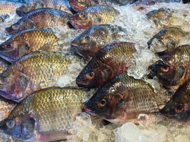 Taze Nil tilapia balık veya mango balık veya Oreochromis niloticus o